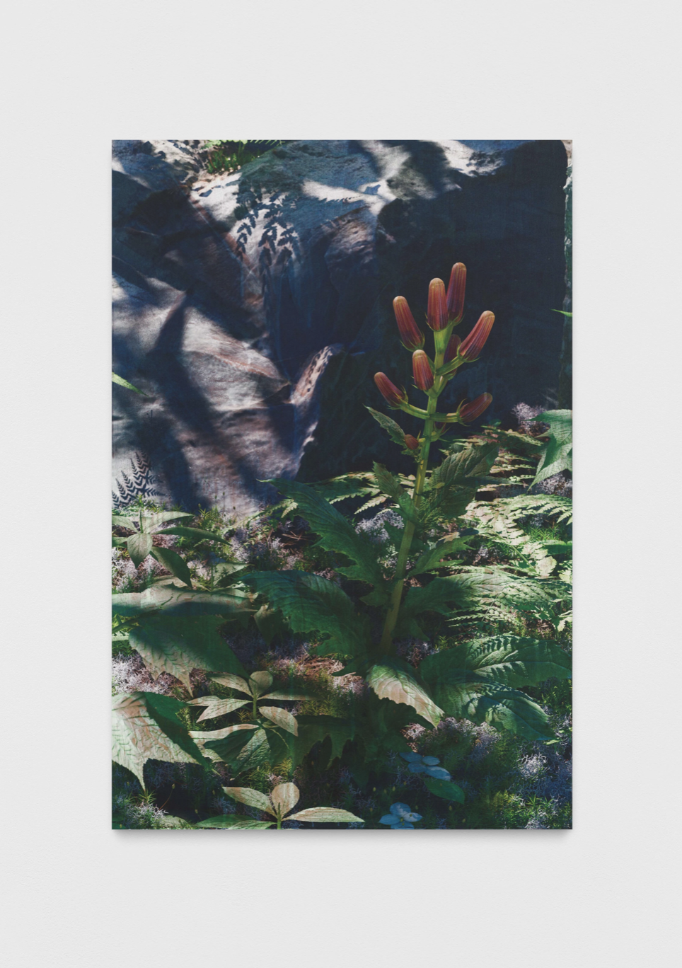 *Untitled (natural origin, 5)*, 2023, panneau de cuivre dibond en aluminium personnalisé, gesso, impression UV, 99 x 66 x 3.2 cm. Courtesy the artist & Société, Berlin.