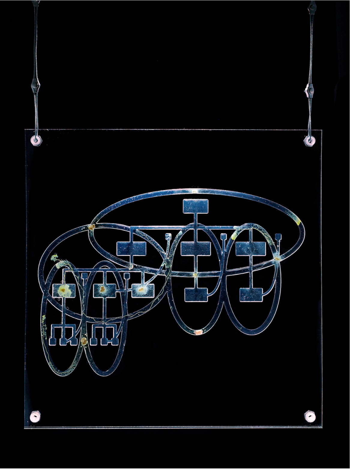 Jenna Sutela, *From Hierarchy to Holarchy*, 2017, physarum polycephalum, agar and oats, CNC engraving on plexiglass, 40 x 40 x 1 cm. Courtesy the artist.